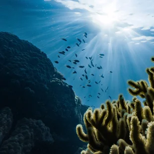 Ein Fischschwarm im blauen Meer